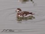Long-tailed Duck female