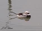 Loafing Long-tailed Duck