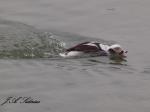 Long-tailed Duck Male