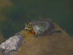 Painted Turtle