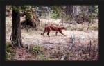 March Cougar