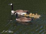 Canada Goose Family