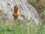 Columbia Ground Squirrel