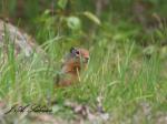Columbia Ground Squirrel