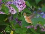 Rufous Hummingbird Female