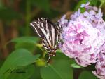 Pale Swallowtail