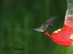 Black-chinned Hummingbird Male