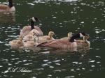 Canada Geese