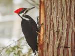 Pileated Woodpecker on Cedar&nbsp;Tree