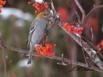 Female Pine Grosbeak&nbsp;Feeding