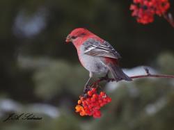 Red Bird on Red Berries