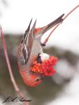 Pine Grosbeak and Mountain Ash&nbsp;Berries