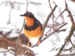 Varied Thrush in Snowy Apple&nbsp;Tree