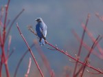 Mountain Bluebird