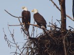 Eagles at the&nbsp;nest