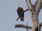 Bald Eagle at the&nbsp;nest