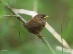 Fledgling Winter Wren
