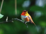 Rufous Hummingbird