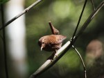 Winter Wren displaying