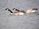 Quarrelsome Canada Geese