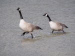 Canada Geese