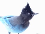 Steller’s Jay on&nbsp;snow
