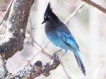 Steller’s Jay