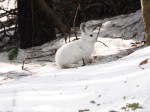 Snowshoe Hare