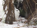Snowshoe Hare