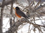 Early Spring Robin