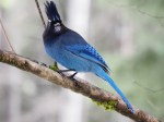 Steller’s Jay