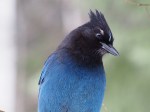 Steller’s Jay Head