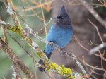 Steller’s Jay