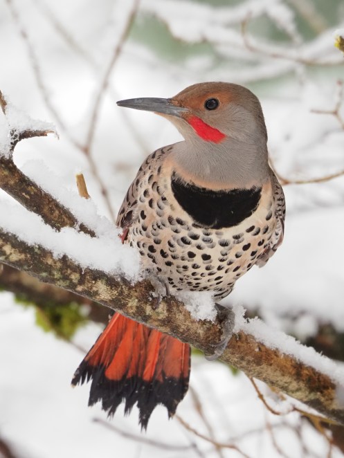 Northern Flicker at the Feeder