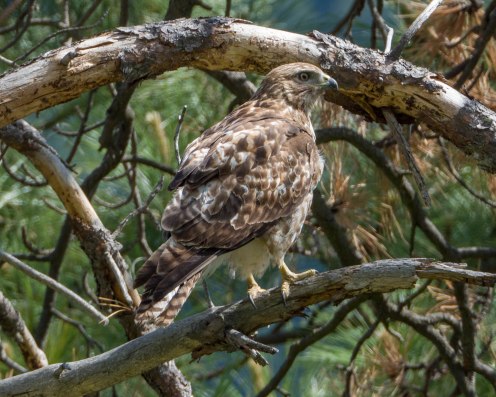 Red Tail Hawk