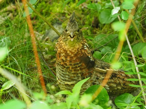 A Ruffed Grouse Female Protecting her Young
