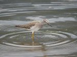 Greater Yellowlegs at&nbsp;Kokanee