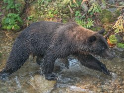 Grizzly fishing for Kokanee Salmon