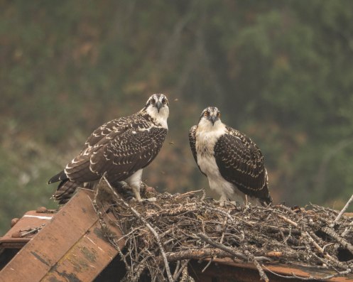 Fledgling Osprey Waiting for a Meal
