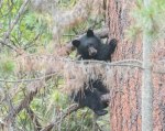 Black Bear Cub “just hanging&nbsp;around”
