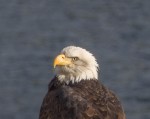 A Bald Eagle on Kootenay&nbsp;Lake