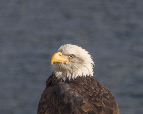 A Bald Eagle on Kootenay Lake
