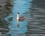 Western Grebe at Nelson&nbsp;Waterfront