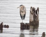 A Winter Great Blue&nbsp;Heron