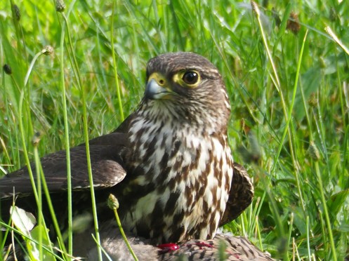 Merlin Catches a Flicker