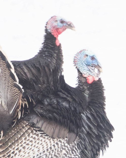 Male Turkeys Displaying in the Snow