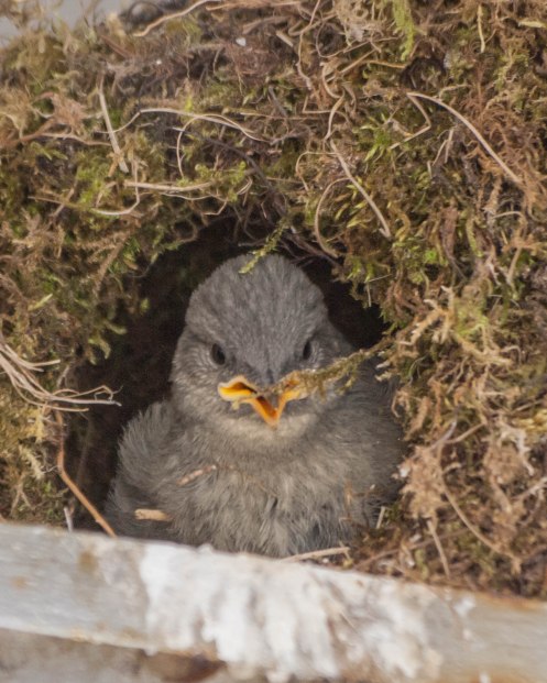 An American Dipper Nestling