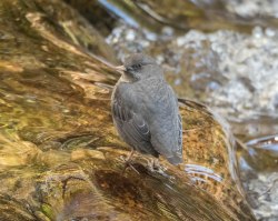 American Dipper at Kokanee Creek