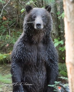 Grizzly Bear at Kokanee Creek Provincial Park, B. C.