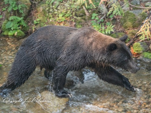 Grizzly Bear at Kokanee Creek Provincial Park, B. C.